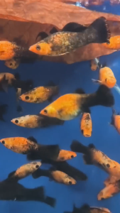 ASSORTED INDUK MOLLY PANDA/2PCS