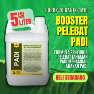 Pupuk Padi Semprot Penyubur Pupuk Padi Pelebat Buah / Obat Pelebat Padi Sawah Terbaik Penyubur ZPT