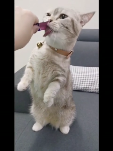 PETSEE ISHTAR Cat Stick Bundle Chicken Egg Yolk Salmon Tuna Beef Snack Treats Wet Food 1pcs Training Bonding Boost Appetite