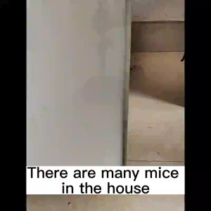 🐭Smell and Run Away🐭 Japan Rat Killer Cockroaches Insect Repellent Rat Repellant for Home Mothballs for Rat Poison Killer Effectively Repel Rats Cockroaches Ants and other insects