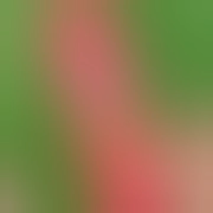 Kéo cắt tỉa cành cây mũi nhọn dài 30cm hàng nội địa Trung xuất Nhật-Kèm lò so sơ cua