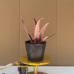 Cây Dứa Hồng Phụng (dứa đuôi phụng)- Cây Cảnh Để Bàn