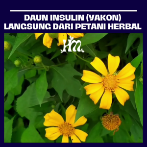 HERBAL MURNI - DAUN INSULIN Isi 50 & 100 Kapsul Alami 100% Asli tunggal yakon Original 150 kapsul