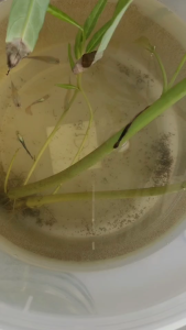 อะมิโนโปร อาหารปลาสำหรับ -ปลาหางนกยูง -ปลากัด -ปลาสวยงามขนาดเล็กทุกชนิด