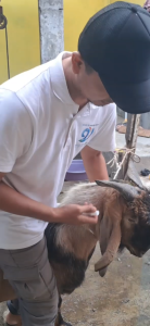 Obat mata hewan untuk belekan dan mulut korengan