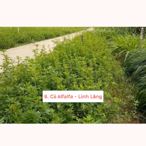 Gói 100gr.Hạt giống cỏ chăn nuôi ALFALFA cỏ Linh LăngCỏ Họ Đậu-nãy mầm đều gieo trồng quanh năm