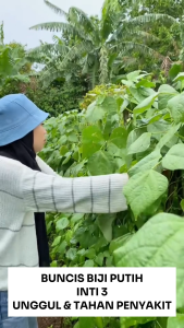 Benih Unggul Buncis Biji Putih INTI 3 150 Biji Cap BENIH INTI Tahan Penyakit & Unggul