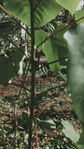 Daun Bintinu Segar Alami Di Petik Saat Order Masuk