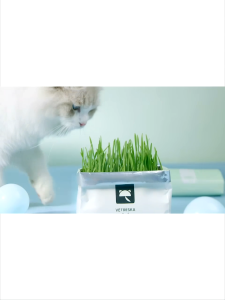 ปลูกง่าย กำลังดูแลผิวหน้า ต้นอ่อนข้าวสาลี หญ้าเเมว สำหรับสัตว์เลี้ยง หญ้าแมว