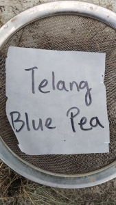 BLUE PEA PLANT / BLUE PEA SEEDS 100pcs