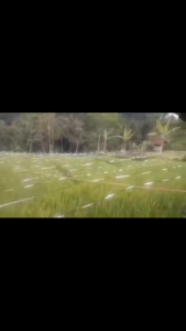 Tali Pengusir hama / Burung di Sawah 1 roll panjang 800 Meter Isi 4 ROLL/pcs Lebih hemat