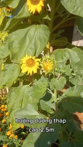 Hạt giống hoa hướng dương tháp-gói 30 hạt-gieo trồng quanh năm