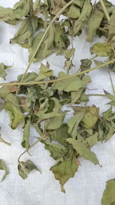 Daun Kirinyuh Kering murni Daun Kopasanda Daun Balakacida kering Teh Herbal Alami