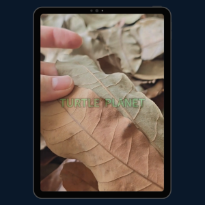 Longan leaf for turtle kura kura aquarium anti inflammation skin disease