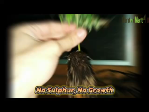 GHZ - Buy 3 free 1 Langbeinite Fertilizer OEM Packaging For Plants Baja Langbeinite 1kg