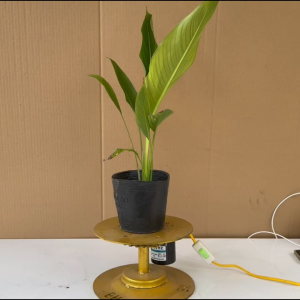 Cây Chuối Rẻ Quạt - Cây Chuối Kiểng