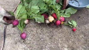 Hạt giống củ cải ti hon mix màu-Gói 5 gram(tặng kèm phân bón)