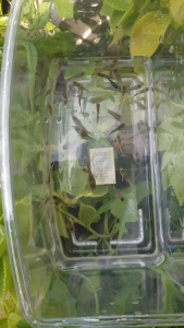 Gapi Longkang ( 12 pcs per pack )