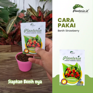 Benih Strawberry Kemasan Urbanfarming Bersertifikat 10 Butir