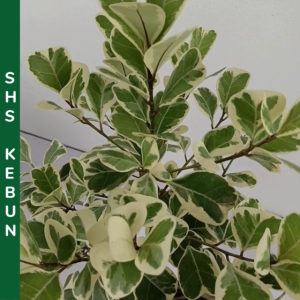 Pokok Ficus Triangularis Variegata Live Plant Variegated Mas Cotek Batik Pokok Hidup Hiasan Rumah Indoor Plant SHS KEBUN