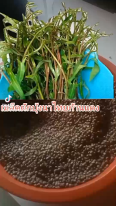 เมล็ดผักบุ้งนาไทยก้านแดง1ชุด400เมล็ดแถมปุ๋ยบำรุงหลังปลูก