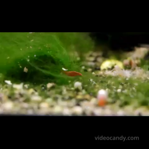 Green Hair Algae/Live plant/Lobster food Algae eater fish Snail & Shrimp frys best food