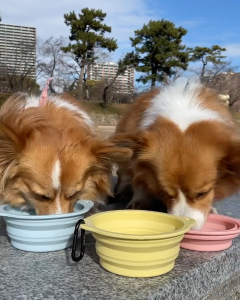 พอว์พอว์ ชามสัตว์เลี้ยง ซิลิโคนพกพาพับได้ PAWxPAW PET TRAVEL BOWL