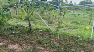 5 แถม 1 เมล็ดบวบหอม 15 เมล็ด