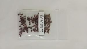 เมล็ดพันธุ์ผักกาดขาว ซองละ 5 บาท