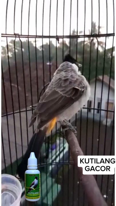 Vitamin Burung, Kutilang Gacor Sutra Kapas, Doping Kutilang Gacor, Kutilang Lomba, menjaga imunitas