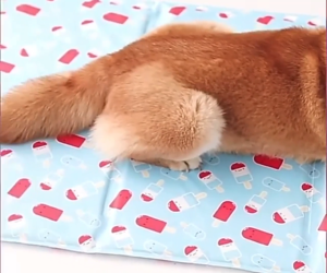 [HCM] Thảm mát cho thú cưng Super Cool – Đệm gel lạnh chống nóng cho chó mèo dễ làm sạch -TyHome