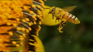 Forever Bee Honey (Exp: 08 -2026)