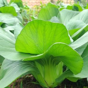 Benih Pakcoy Hibrida Hijau NAILUL F1 Cap Tiga Daun Isi 10 Gram