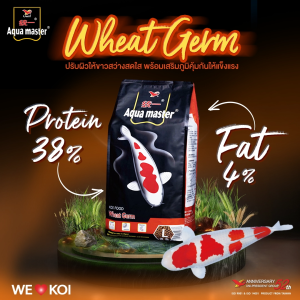 AQUA MASTER อความาสเตอร์ WHEAT GERM อาหารปลาคาร์ฟ สูตรปรับผิวขาว ชนิดลอยน้ำ ขนาดเม็ด S/M/L