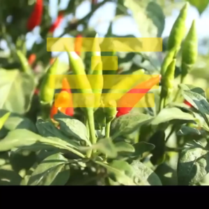 Benih Cabe Cabai Rawit BARA Isi 500 Butir Cap Panah Merah