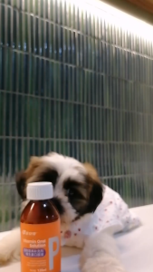 PUAINTA Liquid Multi-Vitamin Supplement for Cat Dog Hair Loss Immune System Gain Weight Increase Appetite Vitamin A Vitamin B1 120ml