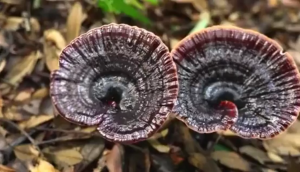 （Ready stock）serum penumbuh rambut botak super cepat obat penumbuh rambut rontok botak serum rambut rontok 60ML vitamin rambut rontok Herbal halal Cocok pria&wanita