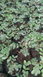 ต้นแก้วเจ้าจอม 6ใบ ดอกสวยสีม่วง ไม้มงคล ขนาด 10-15cm เป็นต้นเพาะเมล็ด