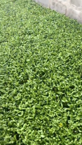 เมล็ดต้นอ่อนทานตะวัน 1 กก. เมล็ดทานตะวันลายไทย/ลายใหญ่(นำเข้า) เมล็ดทานตะวันเพาะงอก อัตราการงอกสูง