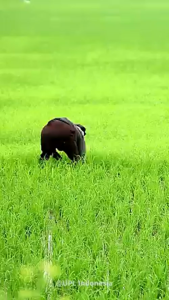 Herbisida EROS Gold 0.75/30 WG Obat Pertanian Pengendali Gulma