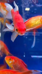 Smangking Butterfly live fish Ikan emas hidup