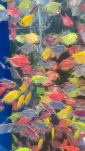 Neon Tetra Fish Ikan Warna TetraGlow Fish Color Ikan Hidup