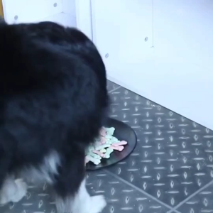 Bánh thưởng bánh quy vị sữa cho Chó - Love Pets Shop