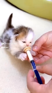 KUMIL MIRACLE NIPPLE - Dot Pentil Minum Susu Kitten Anak Bayi Kucing Anjing Kelinci Hamster Burung Sugar Glider Cat Feeder Food Grade