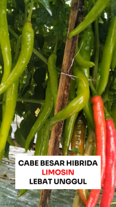Benih Cabe Besar LIMOSIN 80 Seed Cap Bunga Matahari Lebat Unggul