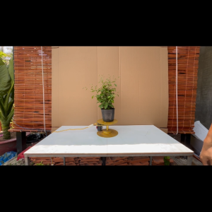 Cây Cúc Tần- Cây Trồng Trang Trí