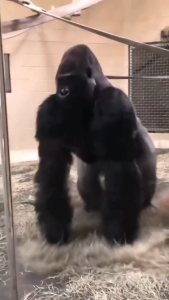 Handuk Mandi Dewasa Chalmer 70 x 135 cm Handuk Motif Stripe