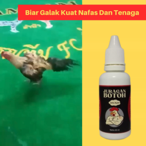 Jamu Ayam Bangkok Juragan Botoh Biar Ganas Tenaga Super Sebelum Diadu