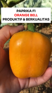 Benih Paprika F1 ORANGE BELL 15 BIJI Known You Seed