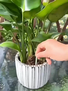 Baja Bunga Garden Plant Slow-Release Nutrient Stick Flower Fertilizer 植物缓释棒营养棒 花肥料养花通用型盆栽植物棒状花肥片